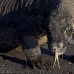 dragon_komodo_hsb_rinca_v_1158_kom2937.jpg